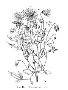 Clematis orientalis (dessin)