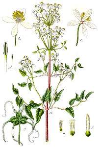 Clematis recta Sturm40