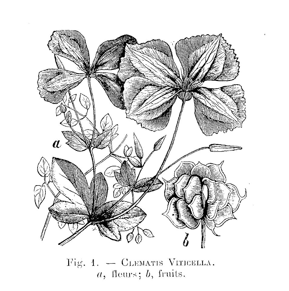 Clematis viticella (dessin)