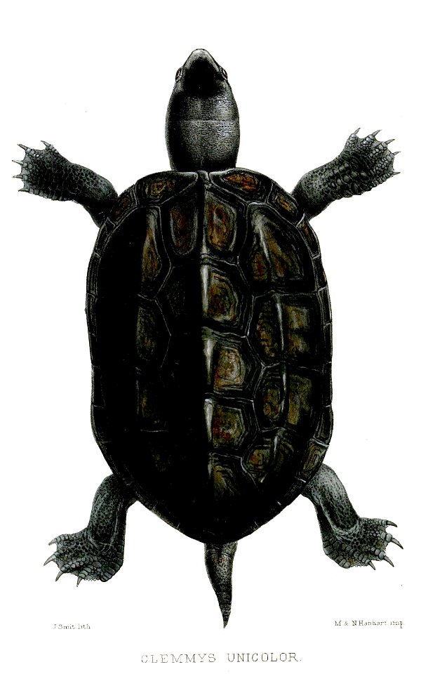 ClemmysUnicolorSmit