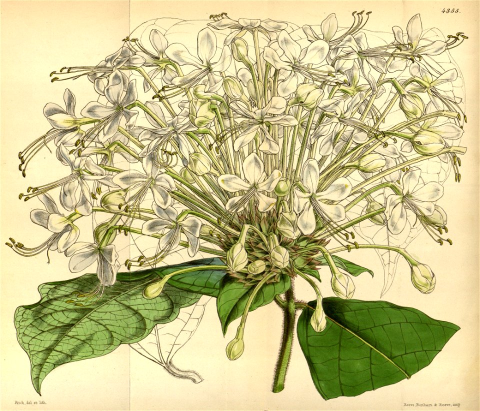Clerodendrum capitatum Bot. Mag. 74.4355