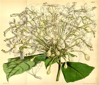 Clerodendrum capitatum Bot. Mag. 74.4355