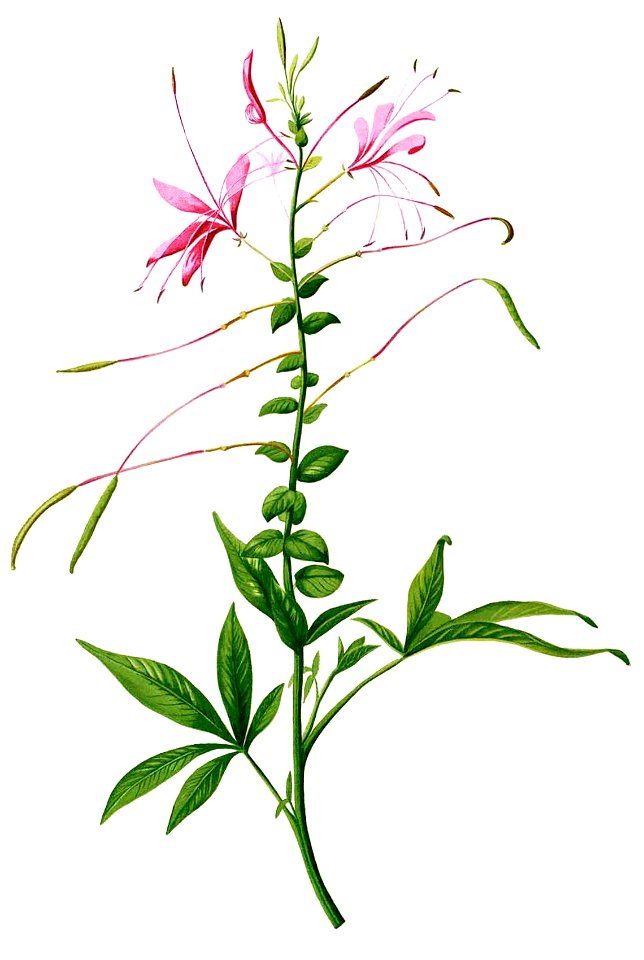 Cleome speciosa Blanco1.234-cropped
