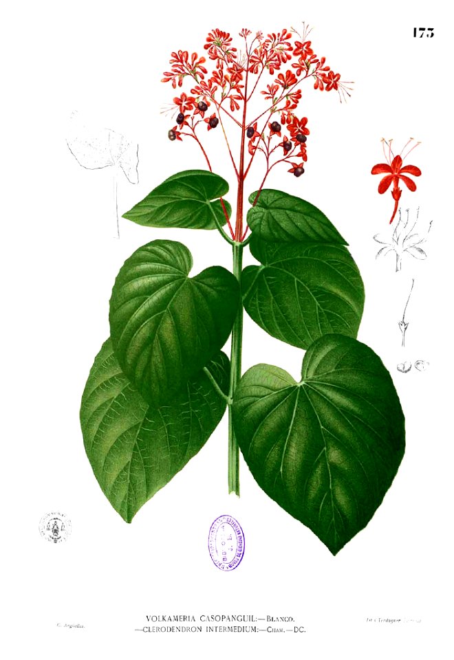 Clerodendrum intermedium Blanco1.173