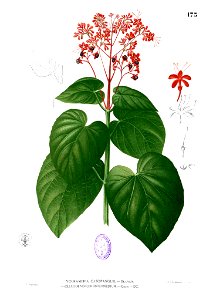 Clerodendrum intermedium Blanco1.173