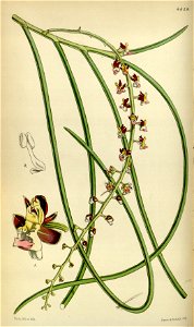Cleisostoma filiforme (as Sarcanthus filiformis) - Curtis' 78 (Ser. 3 no. 8) pl. 4639 (1852)