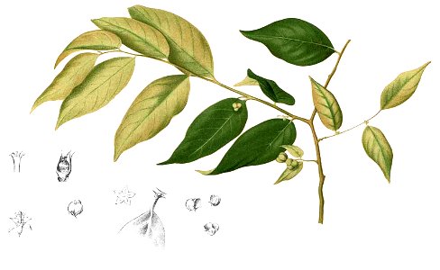 Cleistanthus orgyialis Blanco2.353-cropped
