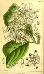 Clerodendron bakeri 139-8474