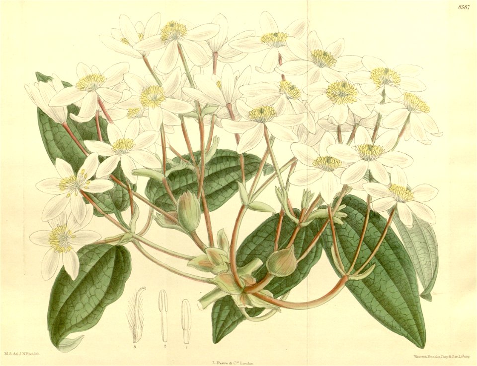 Clematis armandi 140-8587