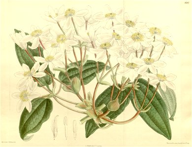 Clematis armandi 140-8587