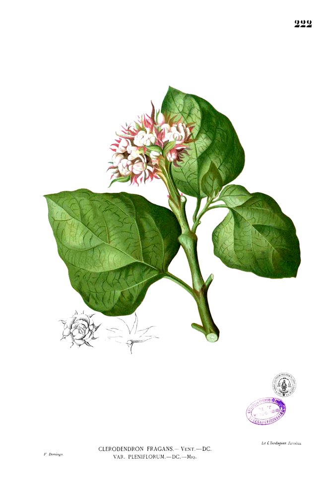 Clerodendrum chinense Blanco1.222