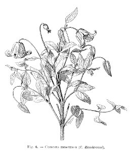 Clematis eriostemon (dessin)