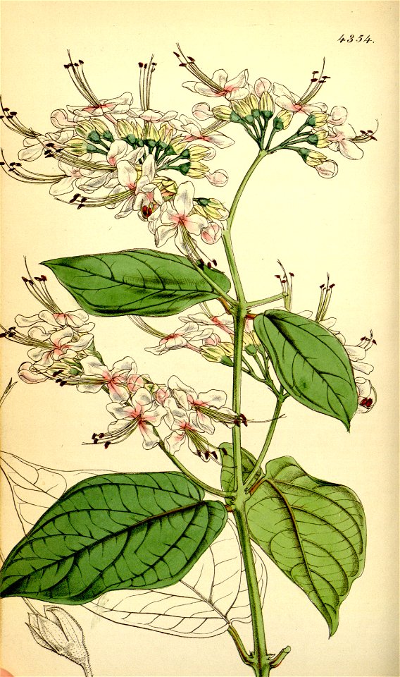 Clerodendrum umbellatum (as C. scandens) Bot. Mag. 74.4354