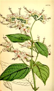 Clerodendrum umbellatum (as C. scandens) Bot. Mag. 74.4354
