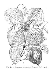 Clematis Hakonensis (dessin)