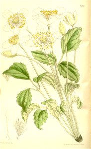 Clematis montana wilsonii 137-8365