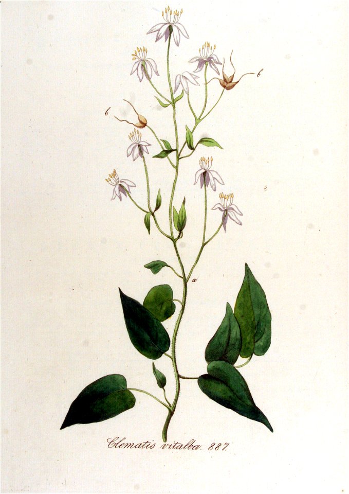Clematis vitalba — Flora Batava — Volume v12