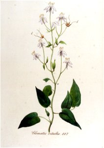 Clematis vitalba — Flora Batava — Volume v12