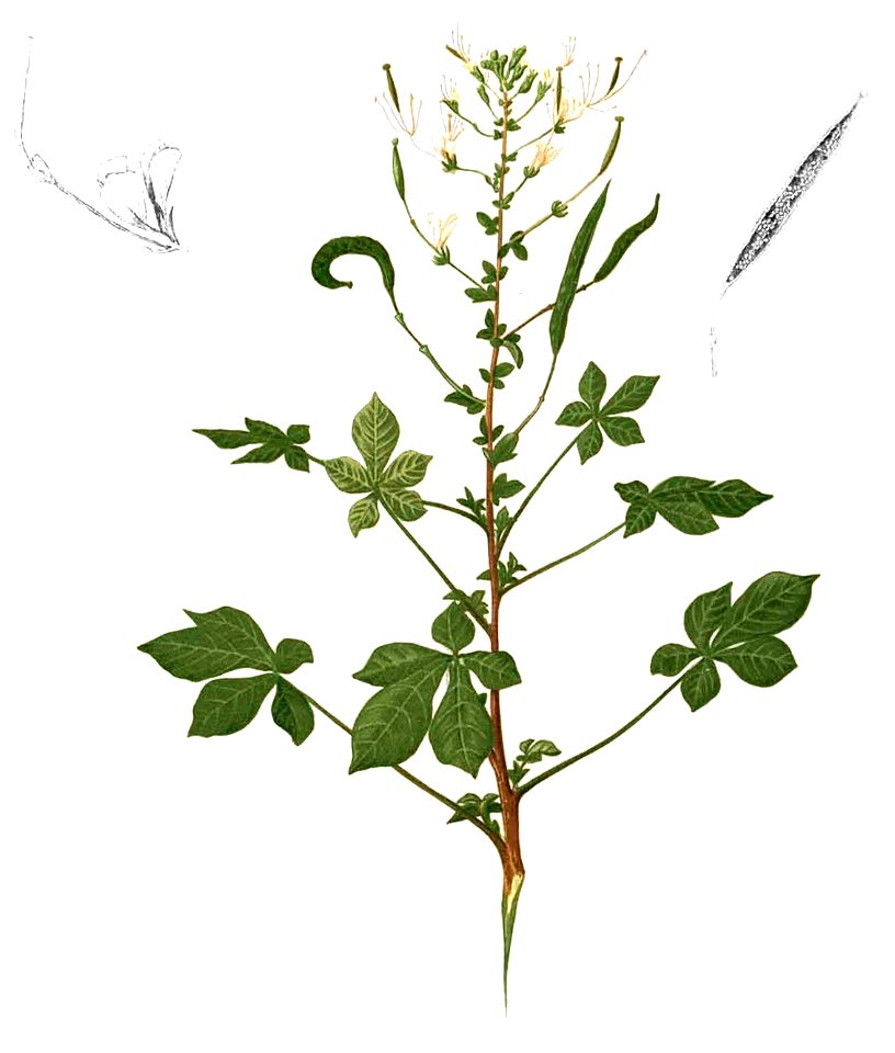 Cleome gynandra Blanco1.233-cropped