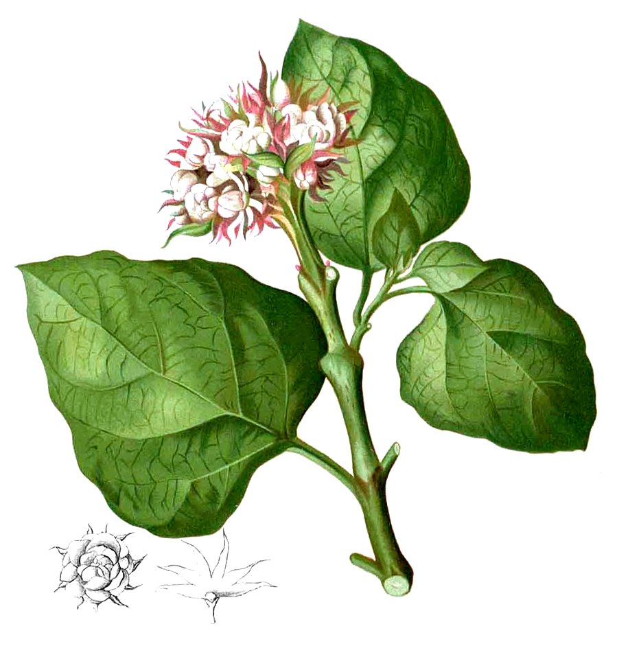 Clerodendrum chinense Blanco1.222-cropped