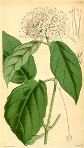Clerodendrum sinuatum (as Clerodendron) Bot. Mag. 72.4255
