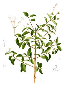 Clerodendrum inerme Blanco1.224-cropped
