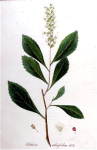 Clethra alnifolia — Flora Batava — Volume v11