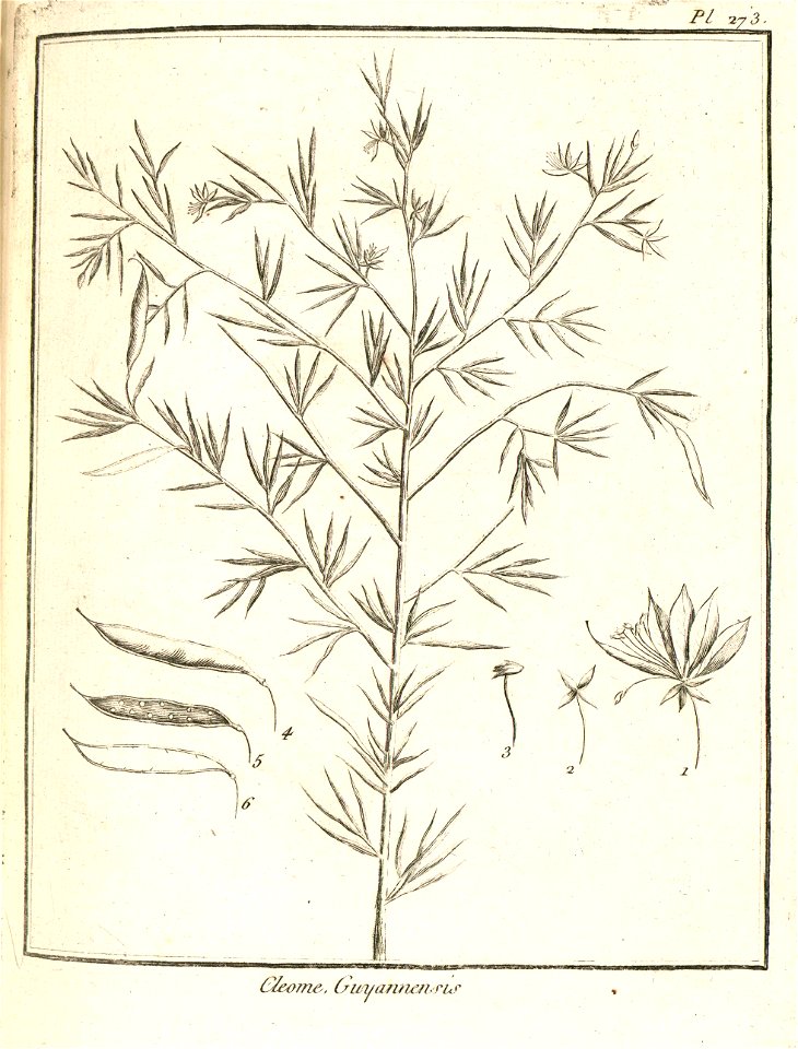 Cleome guianensis Aublet 1775 pl 273