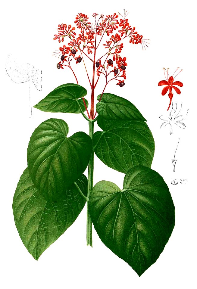 Clerodendrum intermedium Blanco1.173-cropped