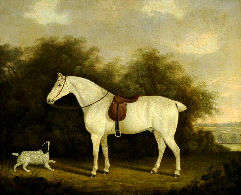 Clifton Tomson (1775-1828) - A Saddled Grey Hunter with a Spaniel in a Wooded Landscape - 290285 - National Trust