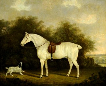 Clifton Tomson (1775-1828) - A Saddled Grey Hunter with a Spaniel in a Wooded Landscape - 290285 - National Trust