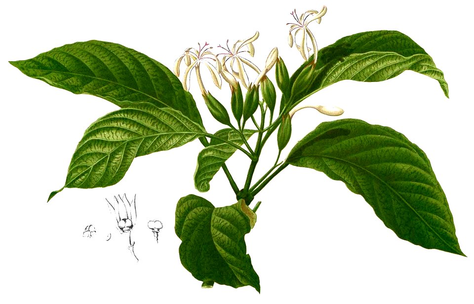 Clerodendrum blancoi Blanco1.223-cropped