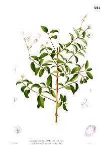 Clerodendrum inerme Blanco1.224