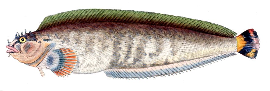 Clinus