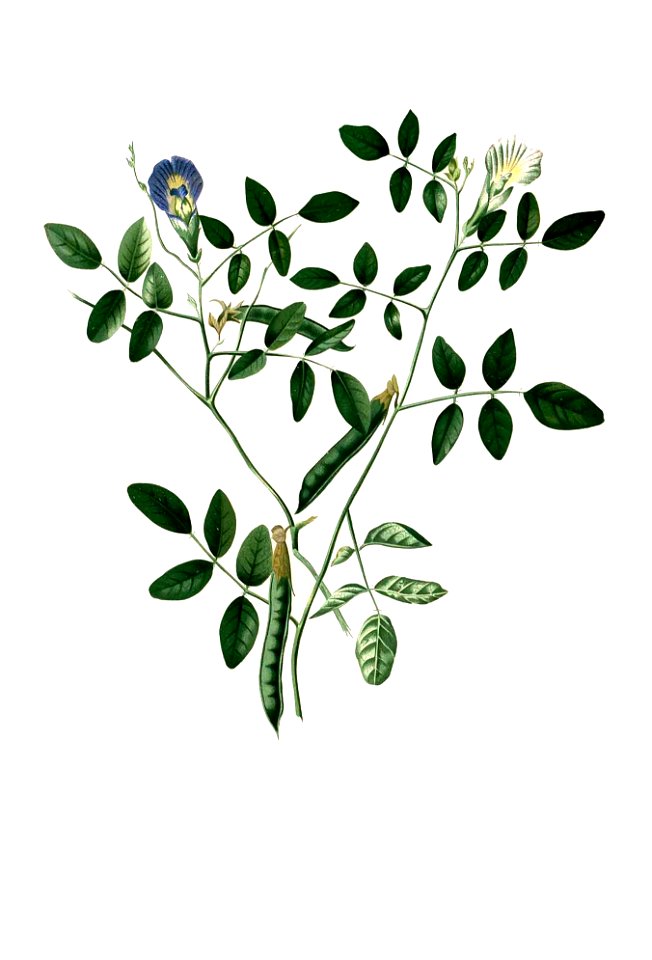 Clitoria ternatea Blanco clean