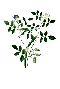 Clitoria ternatea Blanco clean