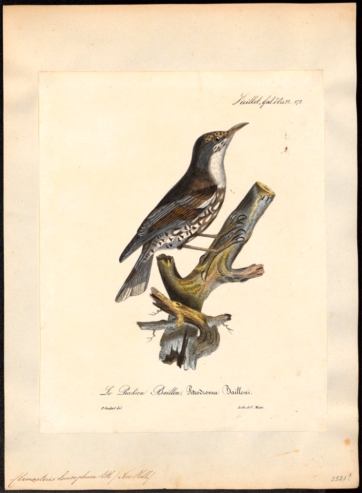 Climacteris leucophaea - 1825-1834 - Print - Iconographia Zoologica - Special Collections University of Amsterdam - UBA01 IZ19200393
