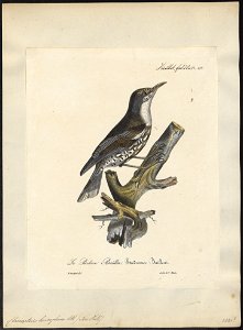 Climacteris leucophaea - 1825-1834 - Print - Iconographia Zoologica - Special Collections University of Amsterdam - UBA01 IZ19200393