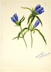 Closed Gentian SAAM-1970.355.334 1