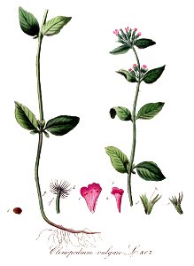 Clinopodium vulgare — Flora Batava — Volume v11
