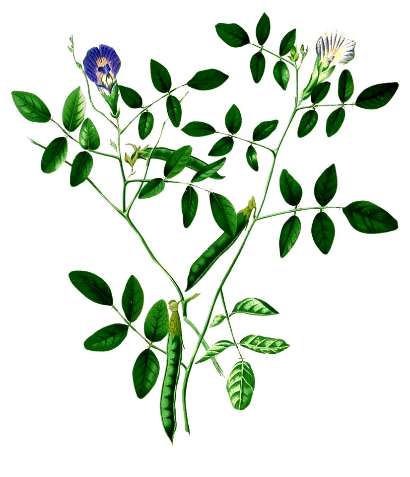 Clitoria ternatea Blanco2.301-cropped