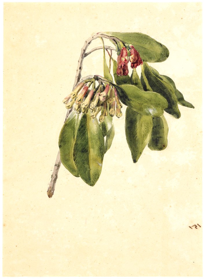 Clove, da Coleção Brasiliana Iconográfica