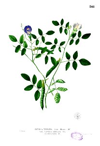 Clitoria ternatea Blanco2.301