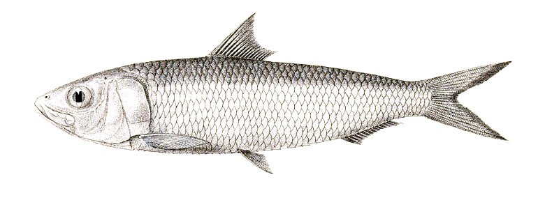 Clupea longiceps Achilles 161