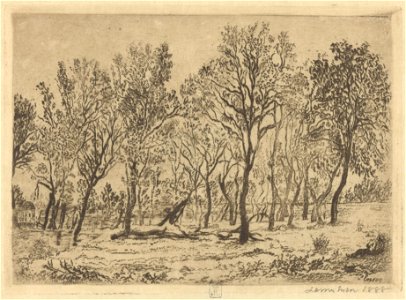 Clump of Trees, print by James Ensor, 1888, Prints Department, Royal Library of Belgium, S. II 53364