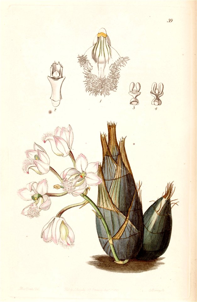 Clowesia rosea - Edwards vol 29 (NS 6) pl 39 (1843)