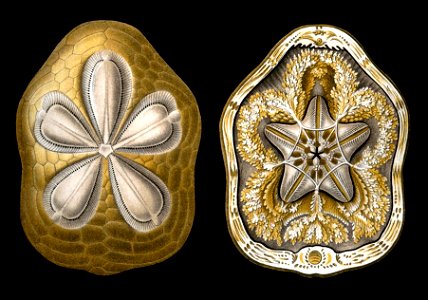 Clypeaster rosaceus (Linnaeus, 1758) derivate 2013
