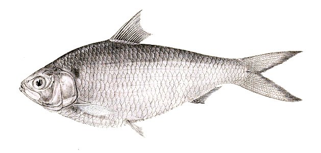 Clupea toli Achilles 162
