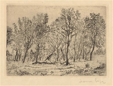 Clump of Trees, print by James Ensor, 1888, Prints Department, Royal Library of Belgium, F. 38983