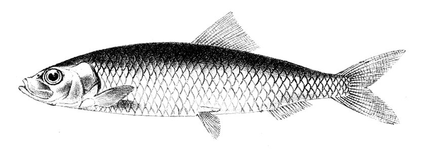 Clupea harengus1